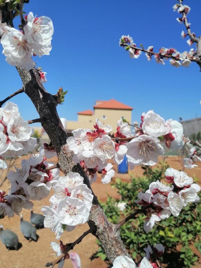 Villa Zee Madaba Eksteriør bilde